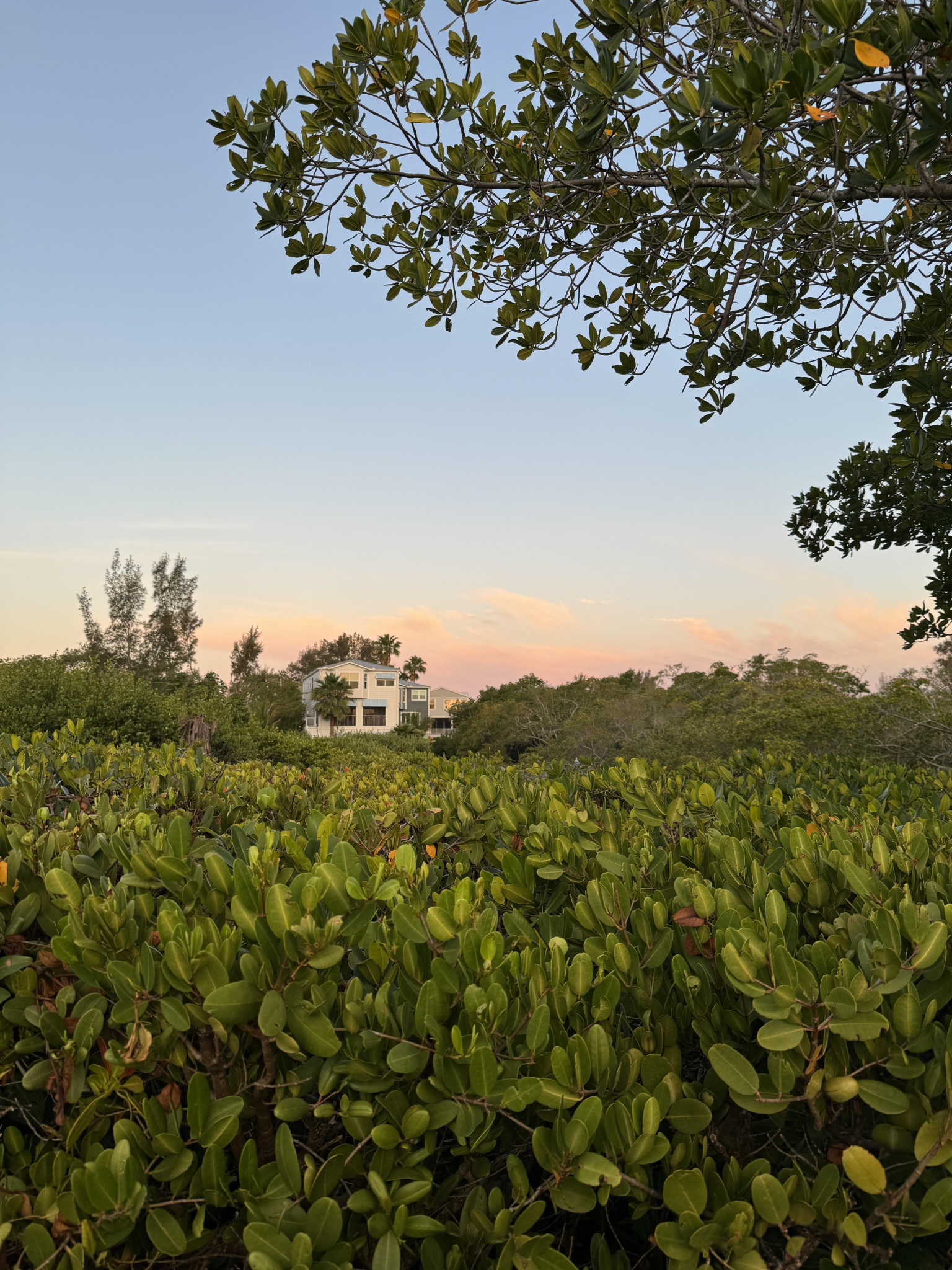 House Beyond the Greenery
