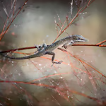 Lizard on a Branch
